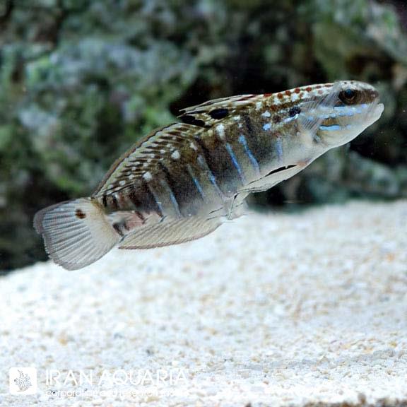 گابی اسلیپر بند (Sleeper Banded Goby)