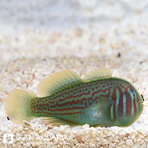 گابی دلقک سبز (Green Clown Goby)