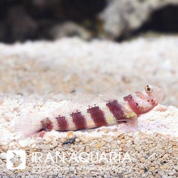 گابی میگوی ویلر (Wheeler's Shrimp Goby)