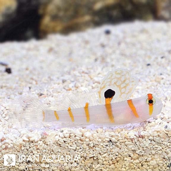گابی خط نارنجی (Orange Stripe Prawn Goby)