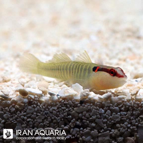 گابی گرین بند (Green Banded Goby)