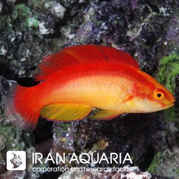 راس فرشته‌ی فلیم (Flame Fairy Wrasse)