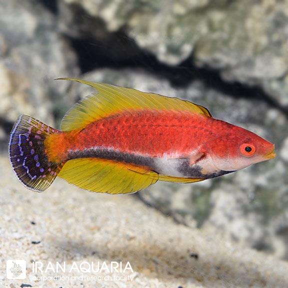 راس فرشته‌ی فیلامنتوس (Whip Fin Fairy Wrasse)