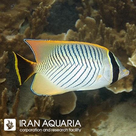 پروانه ماهی چورون (Chevron Butterflyfish)