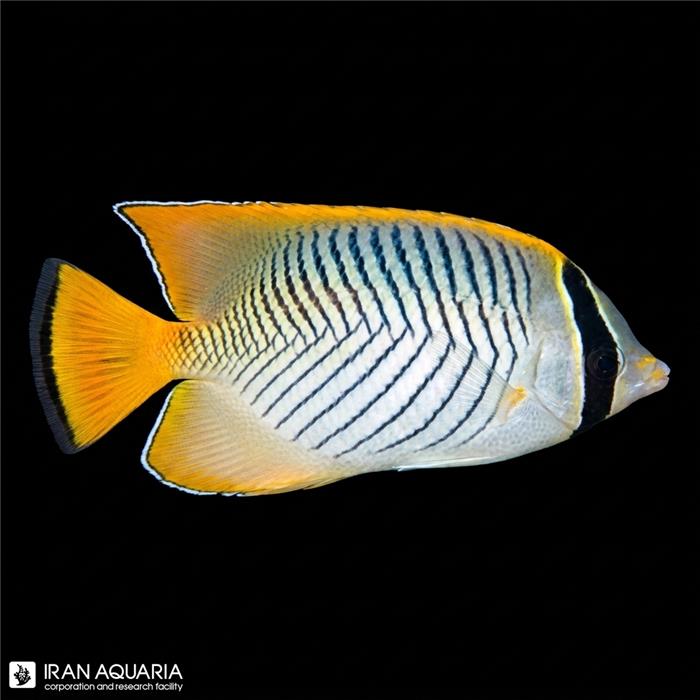 پروانه ماهی چورون (Chevron Butterflyfish)
