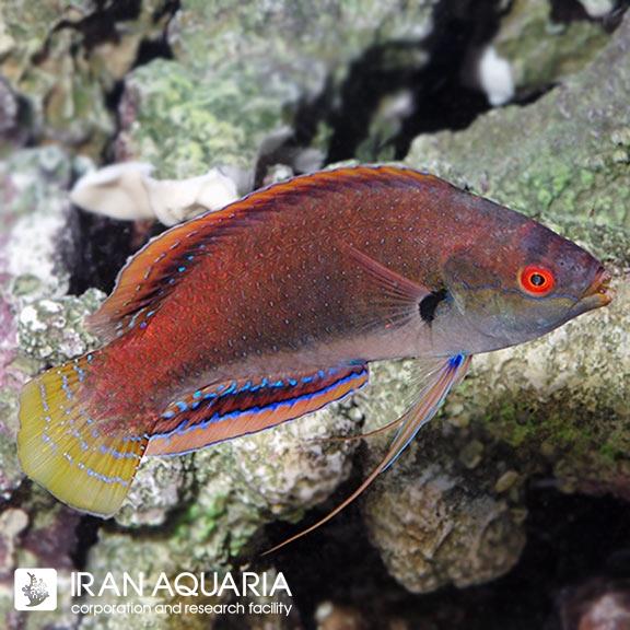 راس فرشته‌ی فاین اسپاتد (Fine Spotted Fairy Wrasse)