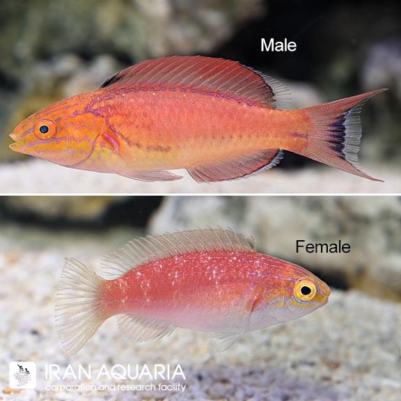 راس فرشته ی جانسون (Johnson's Fairy Wrasse)