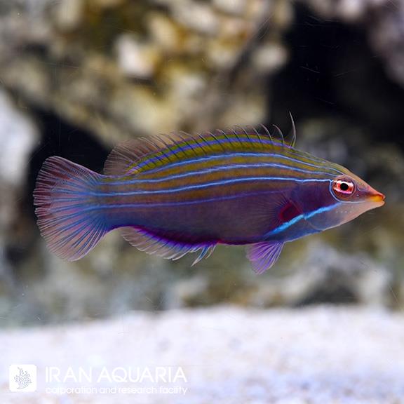 راس چهار خط (Four Line Wrasse)
