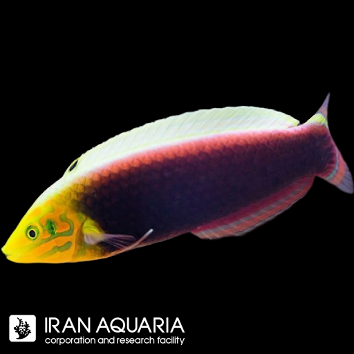 راس رادیانت (Radiant Wrasse)