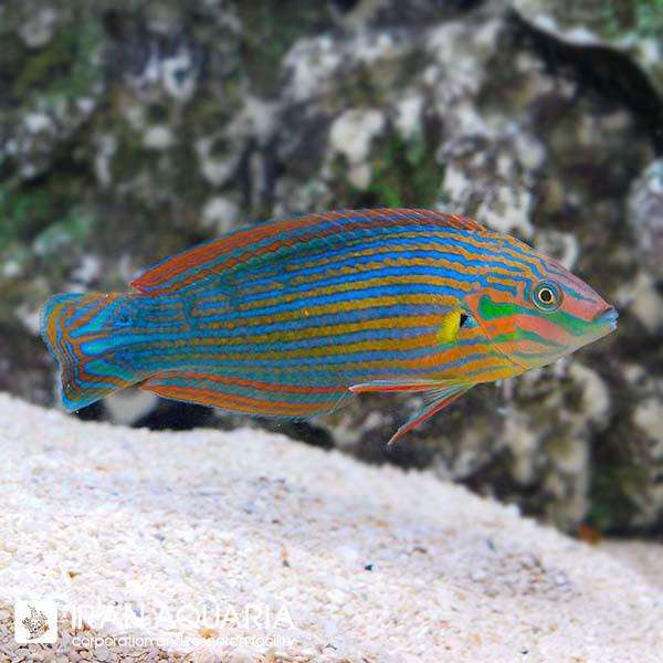راس ملاناروس (Melanurus Wrasse)