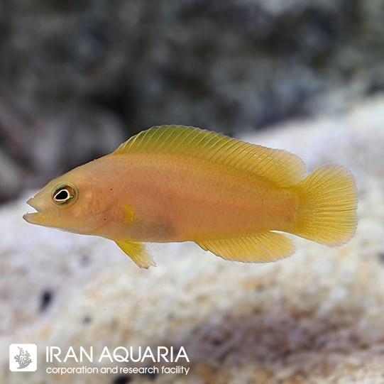گلدن داتی بک (Golden Dottyback)