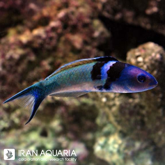 راس بلو هد (Bluehead Wrasse)
