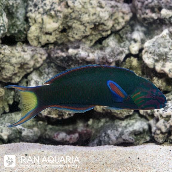 راس لایر تیل (Lyretail Wrasse)