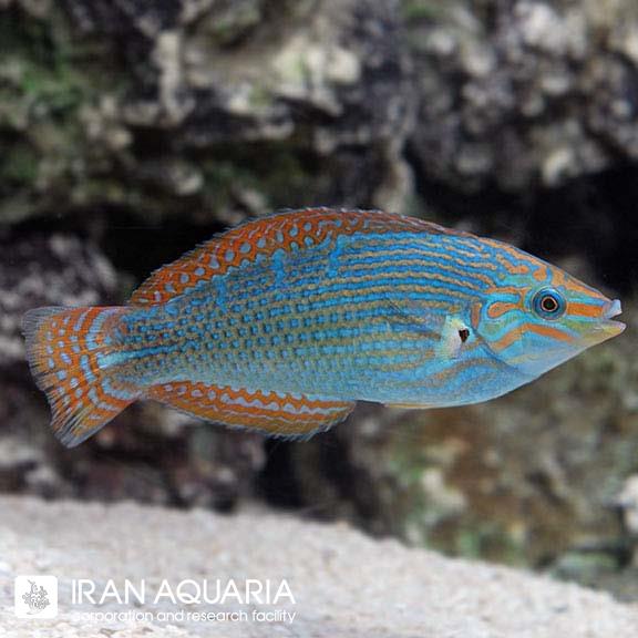 راس ورولیکی (Vrolik's Wrasse)