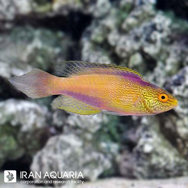 راس رامبوید طلایی (Golden Rhomboidalis Wrasse)