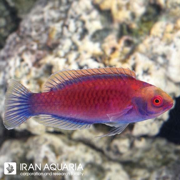 راس فرشته‌ی داروین (Darwin's Glow Fairy Wrasse)