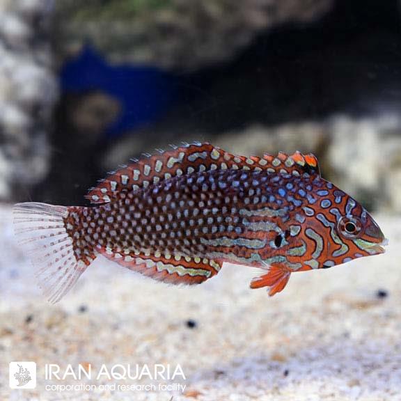 راس لئوپارد اورنیت (Ornate Leopard Wrasse)