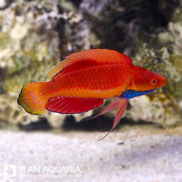 راس فرشته‌ی گلو آبی (Blue Throat Fairy Wrasse)