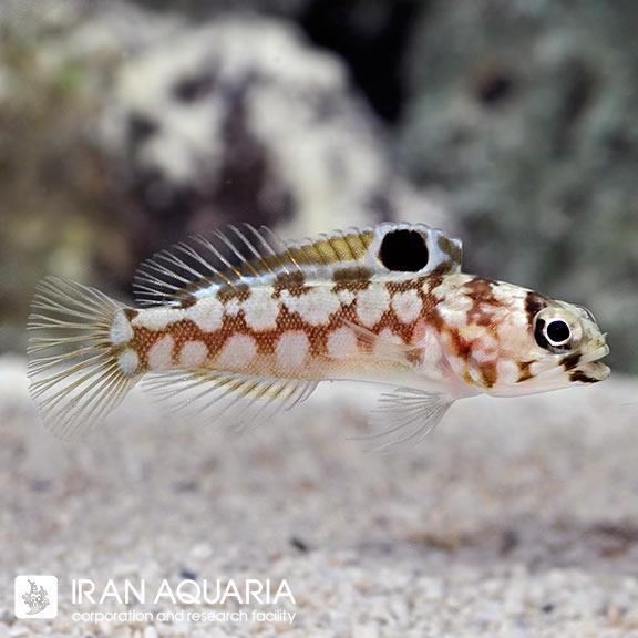 آرواره ماهی خال مشکی (Chinstrap Jawfish)