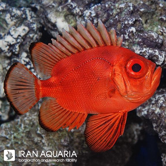 سنجاب ماهی پاپ آی ( Popeye Soldierfish )
