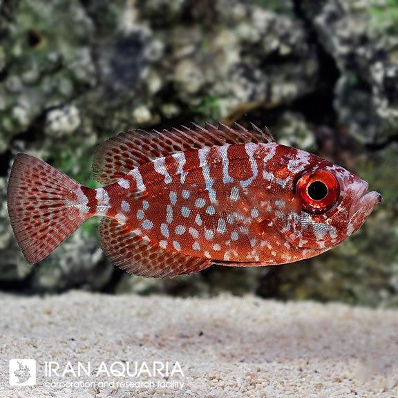 سنجاب ماهی گلس آی ( Glasseye Squirrelfish )