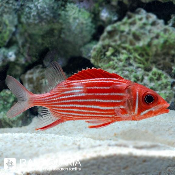 سنجاب ماهی خط دار ( Striped Squirrelfish )