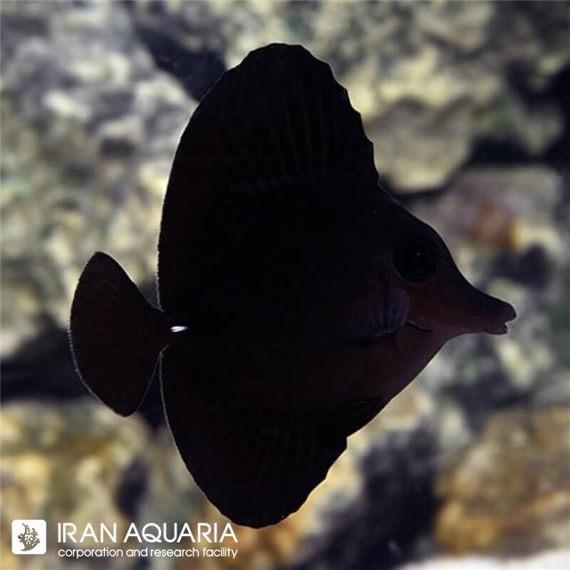 جراح مشکی لانگ نوز (Black Longnose Tang)