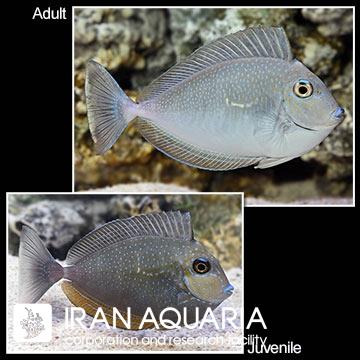 جراح ولامینگی (Vlamingi Tang)