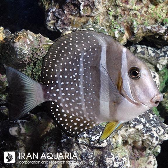 جراح موستارد (Mustard Guttatus Tang)