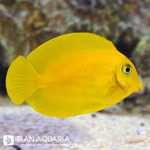 جراح لمون (Lemon Tang)
