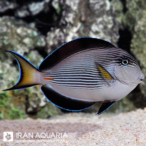 جراح دم قیچی (Sohal Tang)