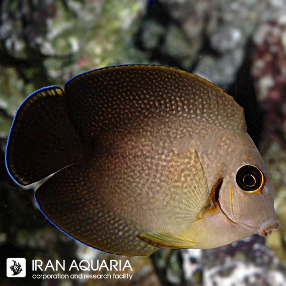 جراح میمیک نیمه سیاه (Mimic Half Black Tang)