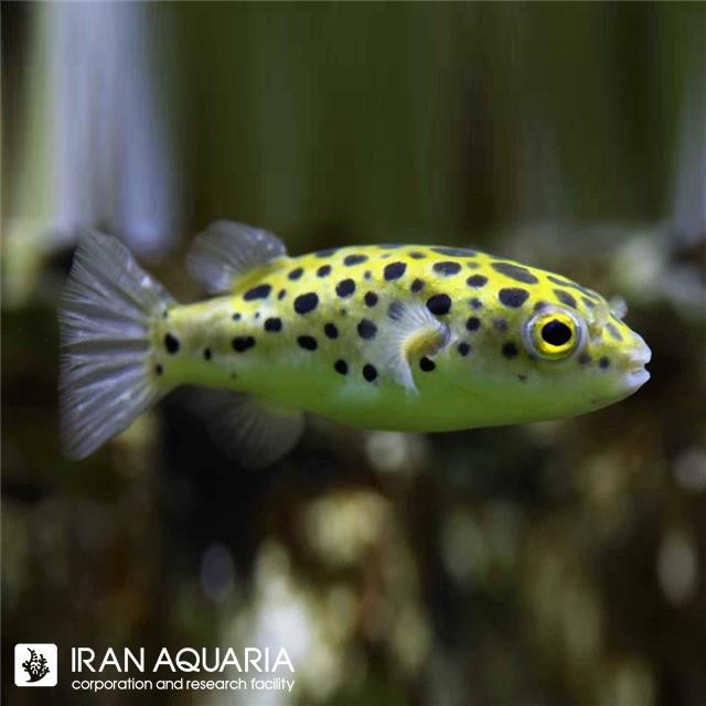 پافر لئوپارد (Leopard Puffer)