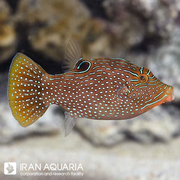 پافر خط آبی (Blue Spot Buffer)