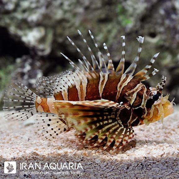 خروس ماهی کوتوله زبرا (Zebra Dwarf Lionfish)