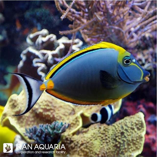 ناسو الگانس (Naso Elegans)