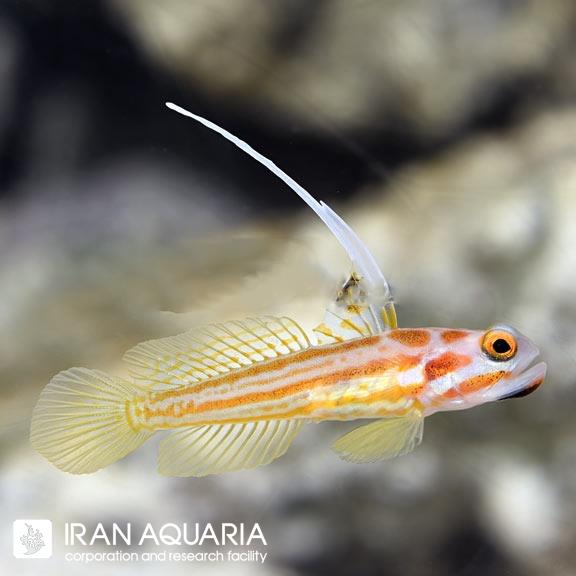 گابی یاشا (Yasha White Ray Shrimp Goby)