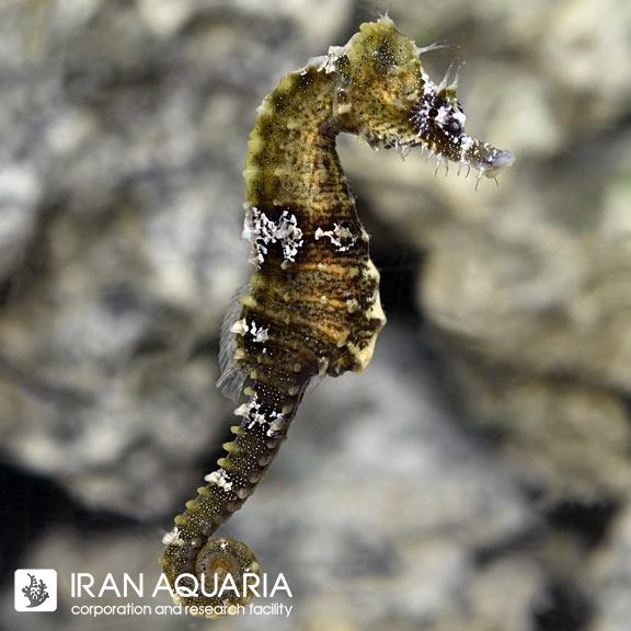 اسبک ماهی هیپوکاموس (Black Seahorse)