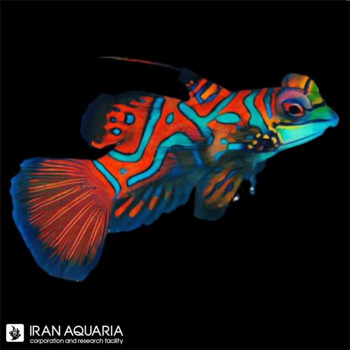 ماندارین قرمز (Red Mandarin)