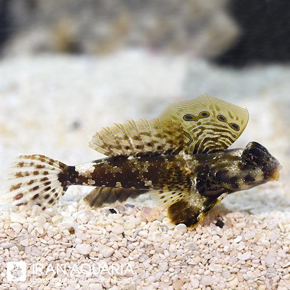 اسکوتر بلنی (Scooter Blenny)