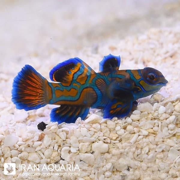 ماندارین آبی (Blue Mandarin)