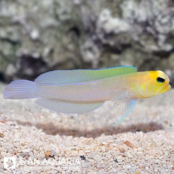 آرواره ماهی سر زرد (Yellowhead Jawfish)