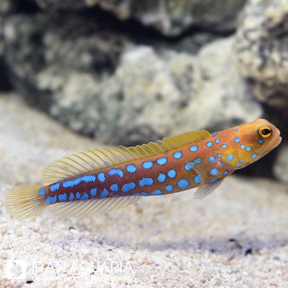 آرواره ماهی خال آبی (Blue Dot Jawfish)