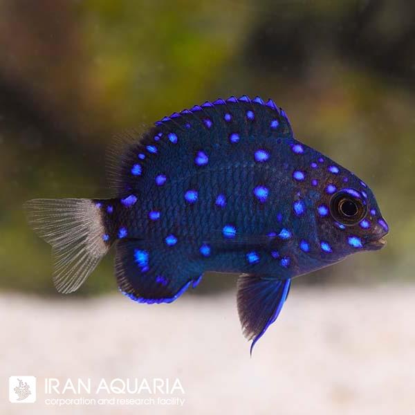 دامسل جواهری (Jewel Damselfish)