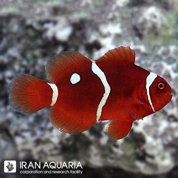 دلقک ماهی مارون گلد دات (Gold Dot Maroon Clownfish)