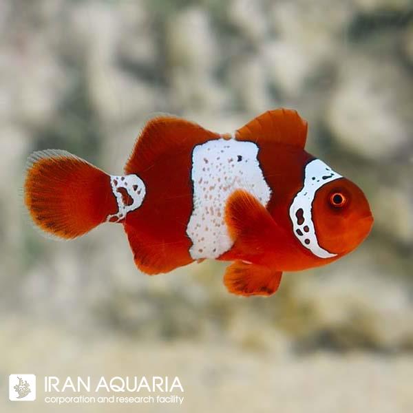 دلقک ماهی مارون لایتنینگ (Lightning Maroon Clownfish)