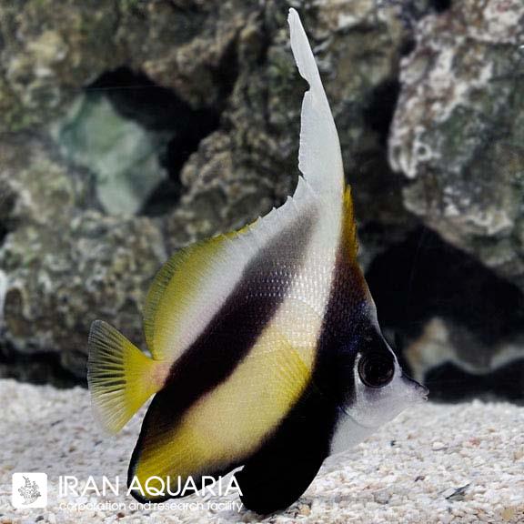 پروانه آنتن دار ردسی (Redsea Bannerfish)