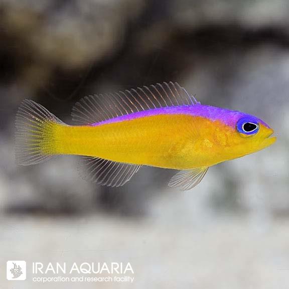 داتی بک خط بنفش (Purple Stripe Dottyback)