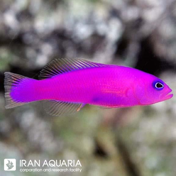داتی بک بنفش (Purple Dottyback)