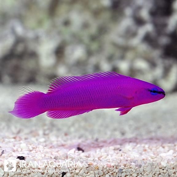 داتی بک ارکید (Orchid Dottyback)